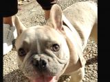 Mükemmel Blue Anatomi French Bulldog