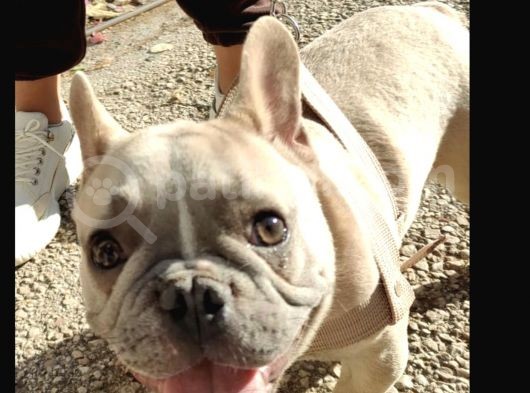 Mükemmel Blue Anatomi French Bulldog