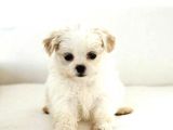 Maltipoo Mix Irk Sevimli Yavrular