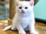 Pamuk Gibi Beyaz British Shorthair Yavrularımız