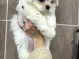Safkan Kore Kan 0 Numara Di̇şi̇ Maltese