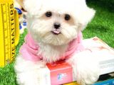 Maltese Terrier Kizimiz Barni̇e