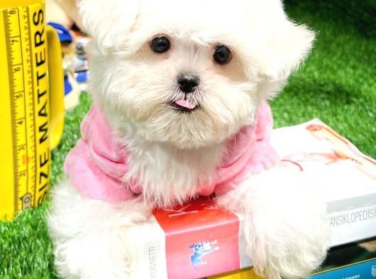 Maltese Terrier Kizimiz Barni̇e