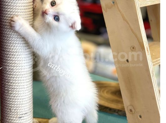 White Scottish Fold Odd Eyes Dişi Kalmış Yavrumuz görsel