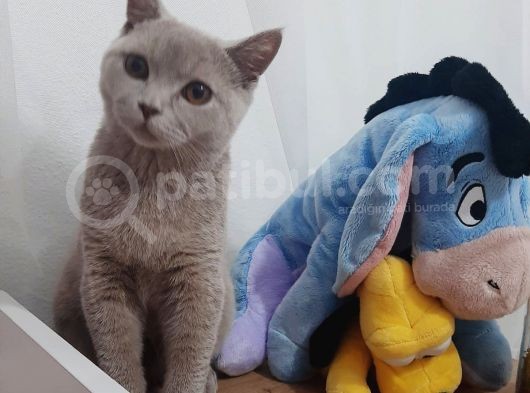 Gri British Shorthair görsel