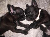 Safkan Fransız Bulldog Yavrulari A kalitede