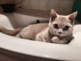 Gri British Shorthair