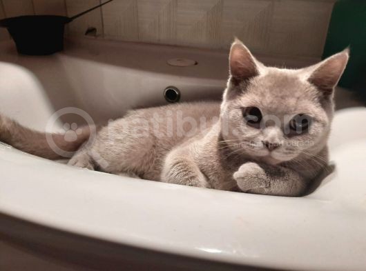 Gri British Shorthair