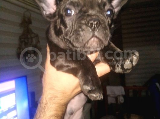 Safkan Fransız Bulldog Yavrulari A Kalitede görsel