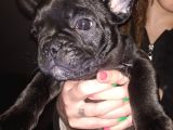 Safkan Fransız Bulldog Yavrulari A Kalitede