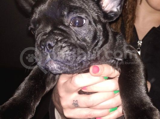 Safkan Fransız Bulldog Yavrulari A Kalitede görsel