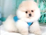Pomeranian Boo Teddy Bear Yavrular