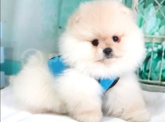 Pomeranian Boo Teddy Bear Yavrular görsel