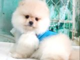 Pomeranian Boo Teddy Bear Yavrular