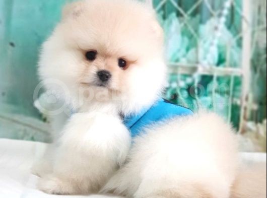 Pomeranian Boo Teddy Bear Yavrular görsel