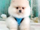 Pomeranian Boo Teddy Bear Yavrular