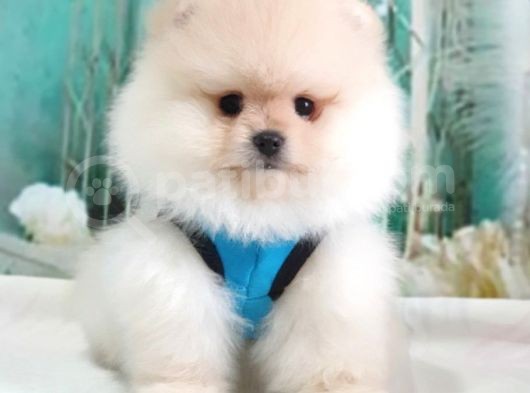 Pomeranian Boo Teddy Bear Yavrular görsel