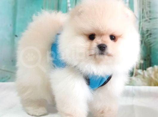 Pomeranian Boo Teddy Bear Yavrular görsel