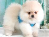 Pomeranian Boo Teddy Bear Yavrular