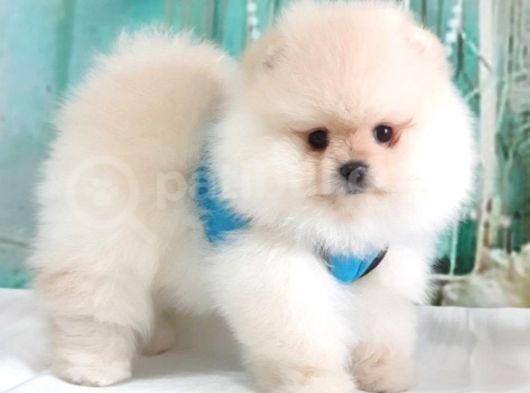 Pomeranian Boo Teddy Bear Yavrular