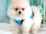 Pomeranian Boo Teddy Bear Yavrular