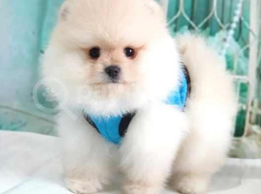 Pomeranian Boo Teddy Bear Yavrular görsel
