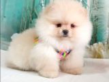 Teddy Face Pomeranian Boo Yavrularımız