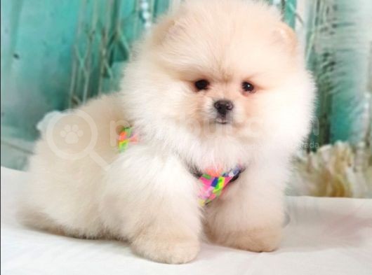 Teddy Face Pomeranian Boo Yavrularımız