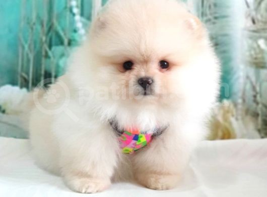 Teddy Face Pomeranian Boo Yavrularımız görsel