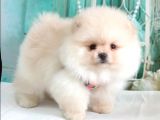 Teddy Face Pomeranian Boo Yavrularımız