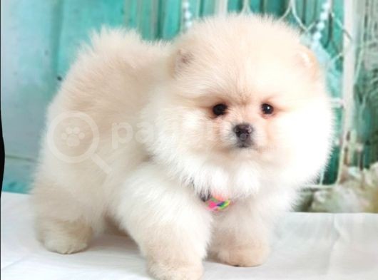 Teddy Face Pomeranian Boo Yavrularımız görsel