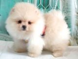 Teddy Face Pomeranian Boo Yavrularımız