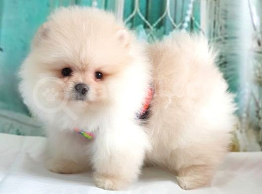 Teddy Face Pomeranian Boo Yavrularımız görsel