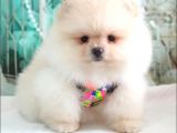 Teddy Face Pomeranian Boo Yavrularımız