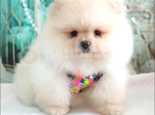 Teddy Face Pomeranian Boo Yavrularımız görsel