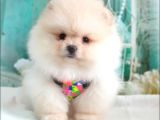 Teddy Face Pomeranian Boo Yavrularımız