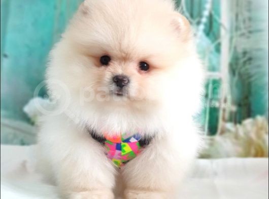 Teddy Face Pomeranian Boo Yavrularımız görsel