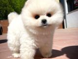 AA Kalite Safkan  Pomeranian Oğlumuz