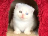 Pamuk Gibi Beyaz Scottish Fold Dişi Yavrumuz