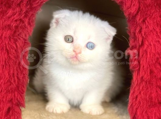 Pamuk Gibi Beyaz Scottish Fold Dişi Yavrumuz