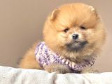 Safkan Teddy Face Pomeranian Boo Yavrularımız