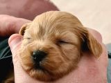 Maltipoo Yavrular
