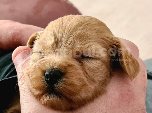 Maltipoo Yavrular görsel