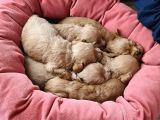 Maltipoo Yavrular
