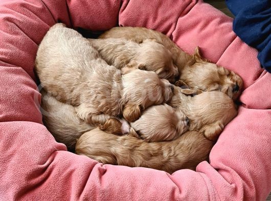 Maltipoo Yavrular görsel