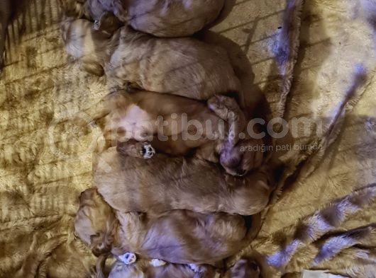 Maltipoo Yavrular görsel