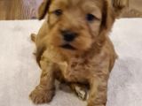 Maltipoo Yavrular