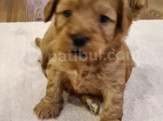 Maltipoo Yavrular görsel