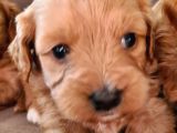 Maltipoo Yavrular