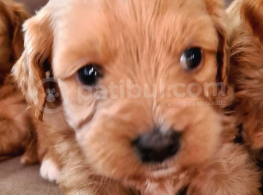 Maltipoo Yavrular görsel